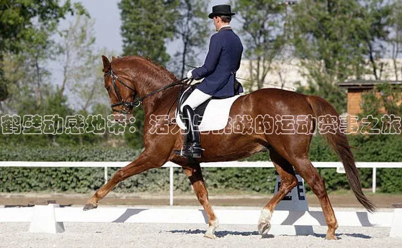 鹤壁动感地带：活力与挑战的运动赛事之旅